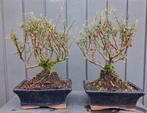2 Vuurdoorn Bonsai- Pyracantha Coccinea Red Star, In pot, Herfst, Halfschaduw, Minder dan 100 cm