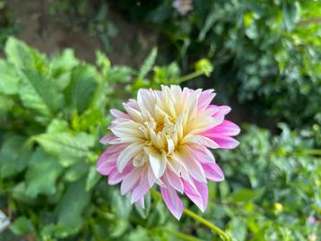 Dahlia's beschikbaar voor biedingen