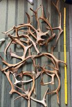 Mooie, schone rendiergeweien uit Finland – ong. 30 stuks!, Ophalen, Zo goed als nieuw, Beeldje of Figuurtje
