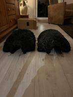 2 egelhuizen/egelhuis, Dieren en Toebehoren, December, Geslacht onbekend