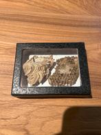 Honingraat in lijst, Ophalen of Verzenden, Gebruikt, Insect, Overige typen