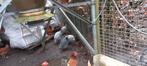 Te koop parelhoenders, Dieren en Toebehoren, Pluimvee, Meerdere dieren, Overige soorten