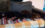 Pups 7 manden oud €495, Particulier, Rabiës (hondsdolheid), 15 weken tot 1 jaar, Buitenland