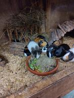 Jonge cavia beertjes te koop, Dieren en Toebehoren, Overige Dieren, November, Meerdere dieren