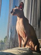 Sphynx "Maya", Poes, Gechipt