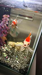Gratis goudvissen, Dieren en Toebehoren, Vissen | Aquariumvissen, Vis