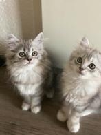 British Longhair kittens, Kater, Ontwormd, 0 tot 2 jaar
