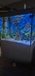 Groot aquarium bijzondere maat optic white glas, Dieren en Toebehoren, Vissen | Aquaria en Toebehoren, Ophalen, Gebruikt, Gevuld zoetwateraquarium