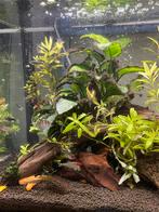 Mooi compleet draaiend Eheim aquarium, Ophalen, Zo goed als nieuw, Gevuld zoetwateraquarium