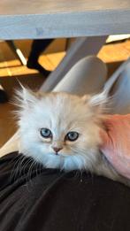 Nestje van 4 kittens perzisch langhaar