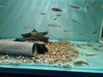 Roodkopzalm, Hemigrammus Rhodostomus, Vis, Zoetwatervis, Schoolvis
