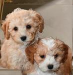 Prachtige mini doodle 's anti allergisch fleece vacht, Dieren en Toebehoren, Parvo, Nederland, Overige rassen, 8 tot 15 weken