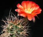 cactus - Lobivia hualfinensis, Ophalen of Verzenden, Cactus, Volle zon, Minder dan 100 cm