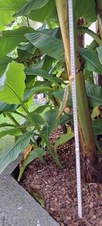 Bananenplanten. Stekjes uit volle grond, Ophalen, Minder dan 100 cm, Overige soorten, Volle zon