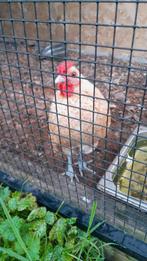 Serama haantje, Mannelijk, Kip