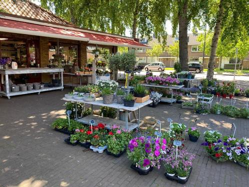 Te koop: 2 Bloemenwinkels in Haarlem en Heemstede, Zakelijke goederen, Exploitaties en Overnames