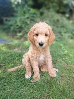 Labradoodles, Dieren en Toebehoren, Rabiës (hondsdolheid), Overige rassen, 8 tot 15 weken, Meerdere