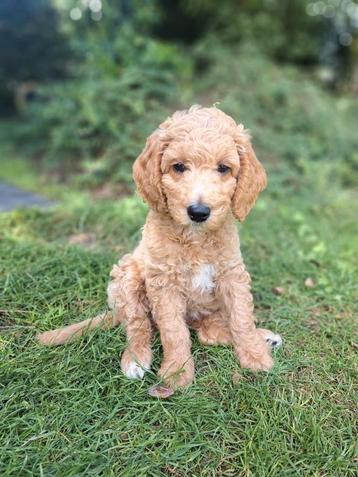 Labradoodles beschikbaar voor biedingen