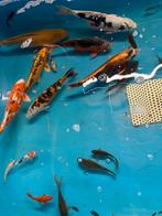 7 mooie koi en 10 andere vissen, Karper of Koi