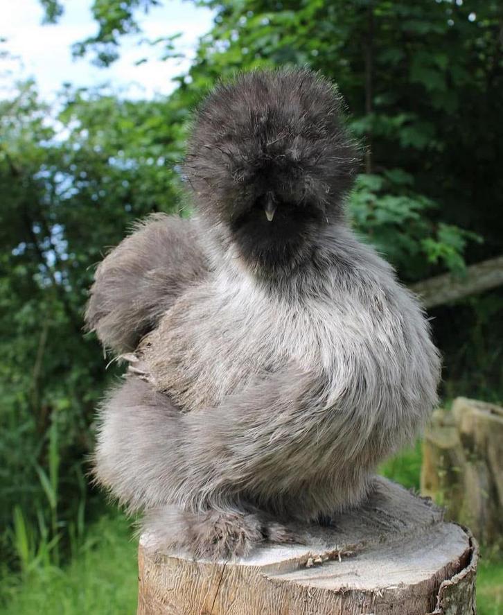 15 USA zijdehoen broedeieren, Dieren en Toebehoren, Pluimvee, Kip, Geslacht onbekend