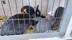 Feh tan ram, Dieren en Toebehoren, Konijnen, Mannelijk, Dwerg, 0 tot 2 jaar