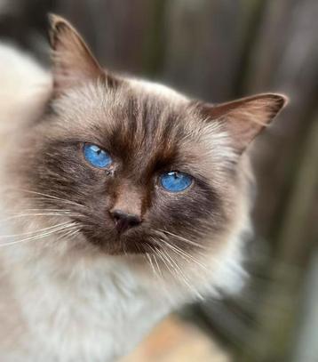 Geteste ragdoll kater met stamboom ter dekking  beschikbaar voor biedingen