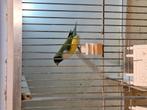 Gouldamadines, Dieren en Toebehoren, Vogels | Kanaries, Meerdere dieren, Kleurkanarie