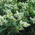 Goedkope ligusterhagen en ligusterhaag liguster, Ophalen of Verzenden, Liguster, Haag, Minder dan 100 cm