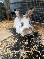 Lief konijn (Ram) met groot hok en toebehoren, Mannelijk, Middelgroot, 0 tot 2 jaar