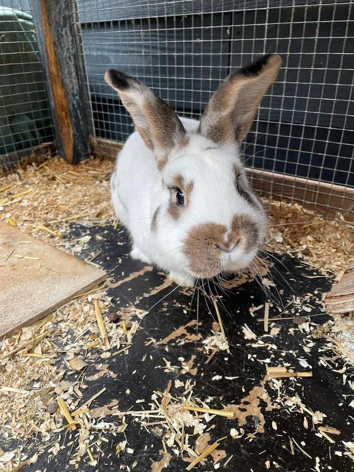 Lief konijn (Ram) met groot hok en toebehoren, Dieren en Toebehoren, Konijnen, Middelgroot, Mannelijk, 0 tot 2 jaar