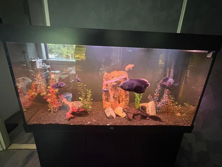 Juwel rio 350, Dieren en Toebehoren, Vissen | Aquaria en Toebehoren, Gebruikt, Leeg aquarium, Ophalen