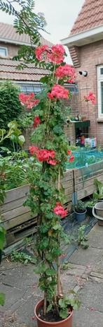 Hoge geranium, Tuin en Terras, Planten | Tuinplanten, Volle zon, Vaste plant, Zomer, Ophalen