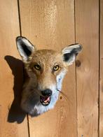 Opgezette Vossenkop - Mooie Decoratie, Ophalen of Verzenden