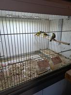 Vogels te koop., Dieren en Toebehoren, Meerdere dieren