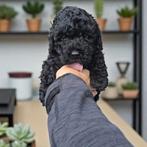 Toypoedel dwergpoedel puppy's 🐾getest🐾 middenslag  pups, Dieren en Toebehoren, Poedel, Rabiës (hondsdolheid), 8 tot 15 weken