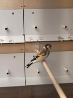 Majoor putter man mist  1 teen, Dieren en Toebehoren, Vogels | Kanaries, Mannelijk, Bastaard