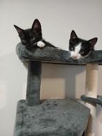 2 Kittens te koop!! ZIE BESCHRIJVING!!, Poes