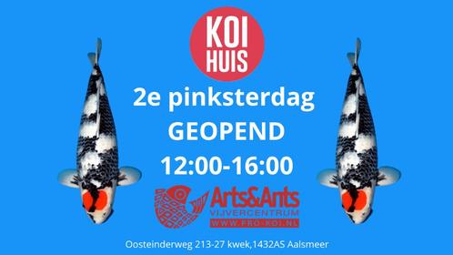 koi 2e pinksterdag, Tuin en Terras, Vijver-toebehoren, Nieuw, Overige typen, Ophalen of Verzenden