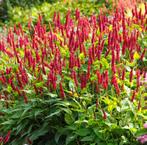 6x Persicaria amplexicaulis 'Blackfield' = Duizendknoop, Tuin en Terras, Planten | Tuinplanten, Volle zon, Vaste plant, Zomer