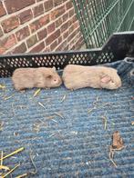 2 lilac zeugjes 1 beertje te koop, Cavia, Januari, Meerdere dieren, Tam