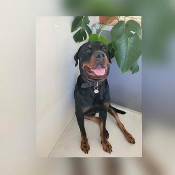 Te koop Rottweiler. Graag een rustige ruime omgeving. 