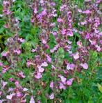 Echte Gamander Teucrium chamaedrys inheems vlinders hommels, Ophalen, Bodembedekkers, Volle zon, Vaste plant