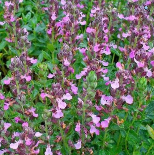 Echte Gamander Teucrium chamaedrys inheems vlinders hommels, Tuin en Terras, Planten | Tuinplanten, Vaste plant, Bodembedekkers