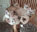 Lieve Ragdoll kittens ( mogen volgende week verhuizen), Meerdere dieren, Ontwormd
