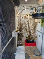 Gezocht enkele kanaries koudbroed, Dieren en Toebehoren, Vogels | Kanaries, Meerdere dieren, Kleurkanarie