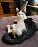 Poes 1,5jaar, Dieren en Toebehoren, Katten en Kittens | Overige Katten, Poes, Kortharig, 0 tot 2 jaar