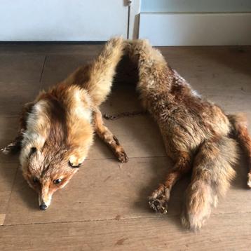 Vossenvacht huid stola beschikbaar voor biedingen