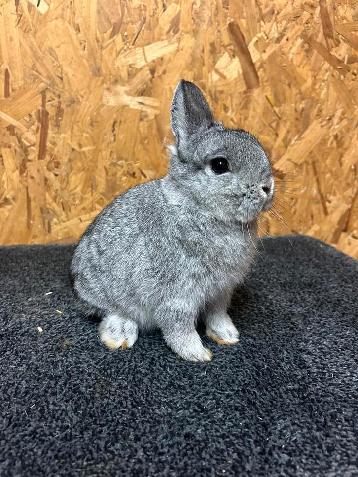 Rasechte Kleurdwerg Chinchilla Vrouw Jong (dwergkonijn), Dieren en Toebehoren, Konijnen, Dwerg, Vrouwelijk, 0 tot 2 jaar