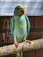 Halsband parkieten kweek 24, Dieren en Toebehoren, Vogels | Parkieten en Papegaaien, Meerdere dieren, Parkiet, Geringd