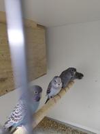 BFBW parkieten, Meerdere dieren, Parkiet, Geringd